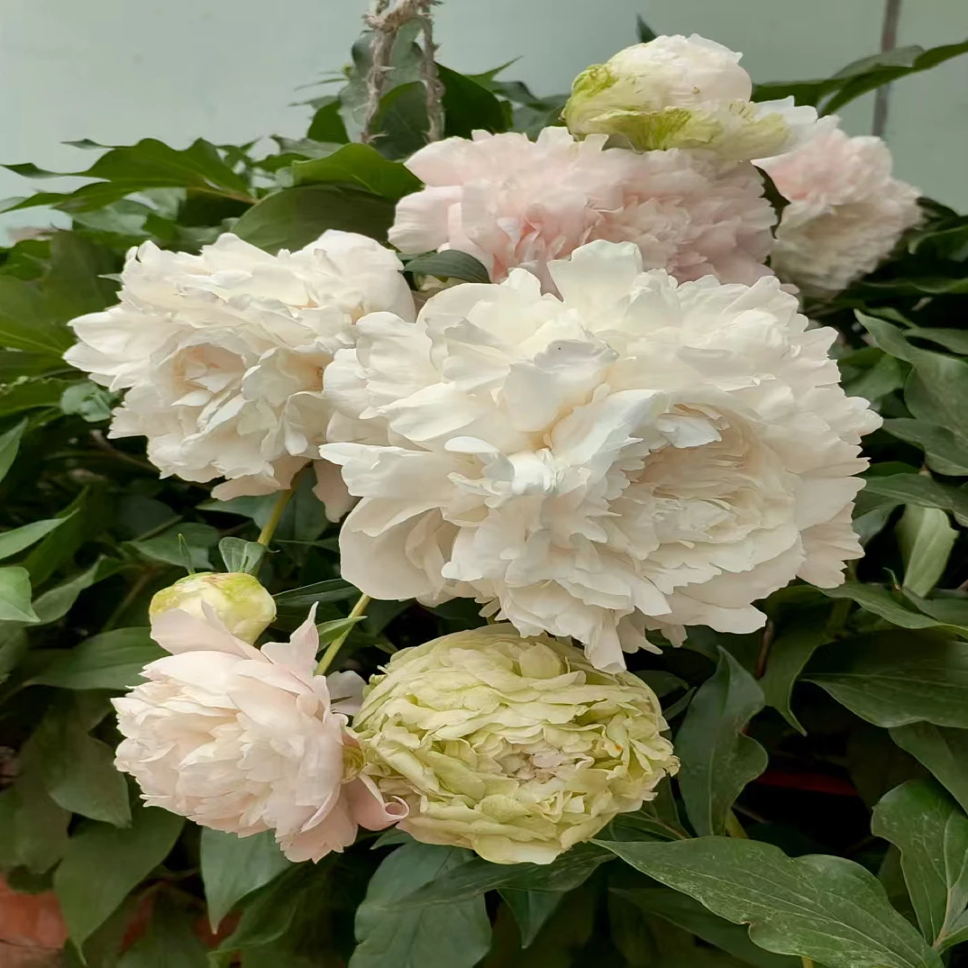 精品芍药花 绿色系 绿宝石