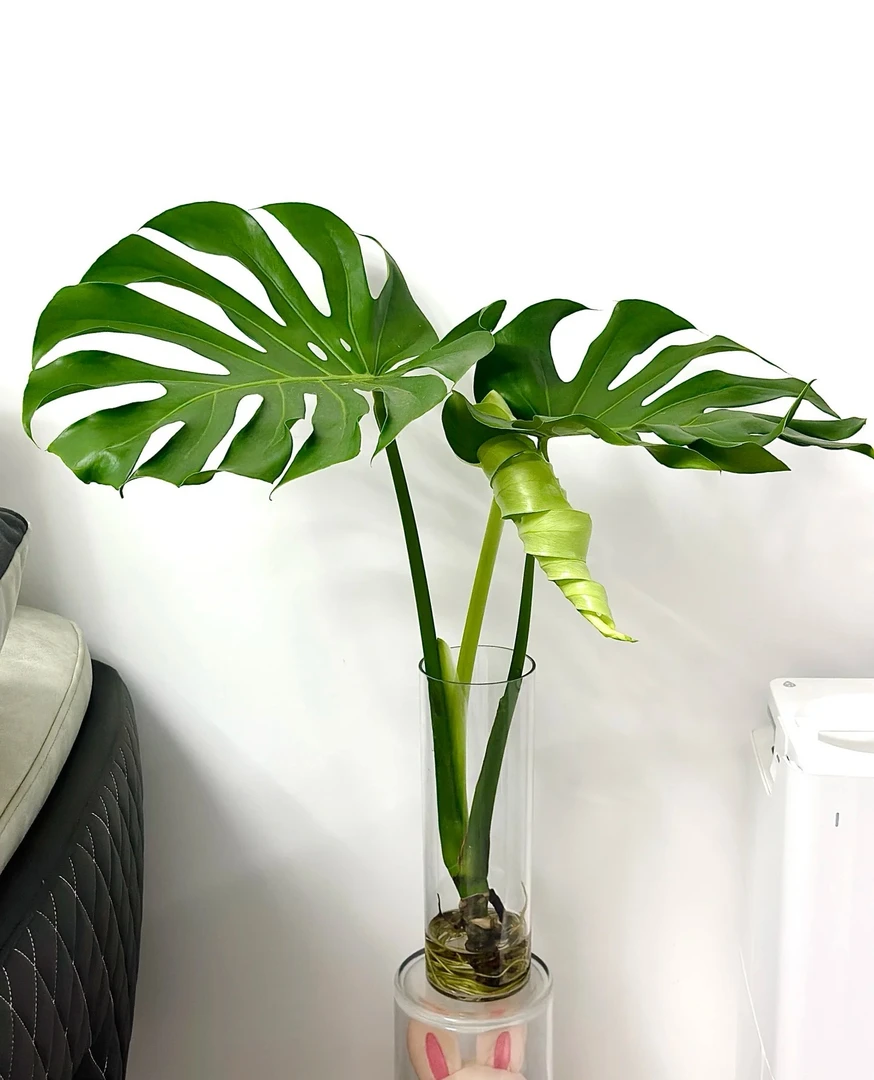 海南龟背竹土培好养种植观叶水养龟背竹水培龟背竹好看好养大型