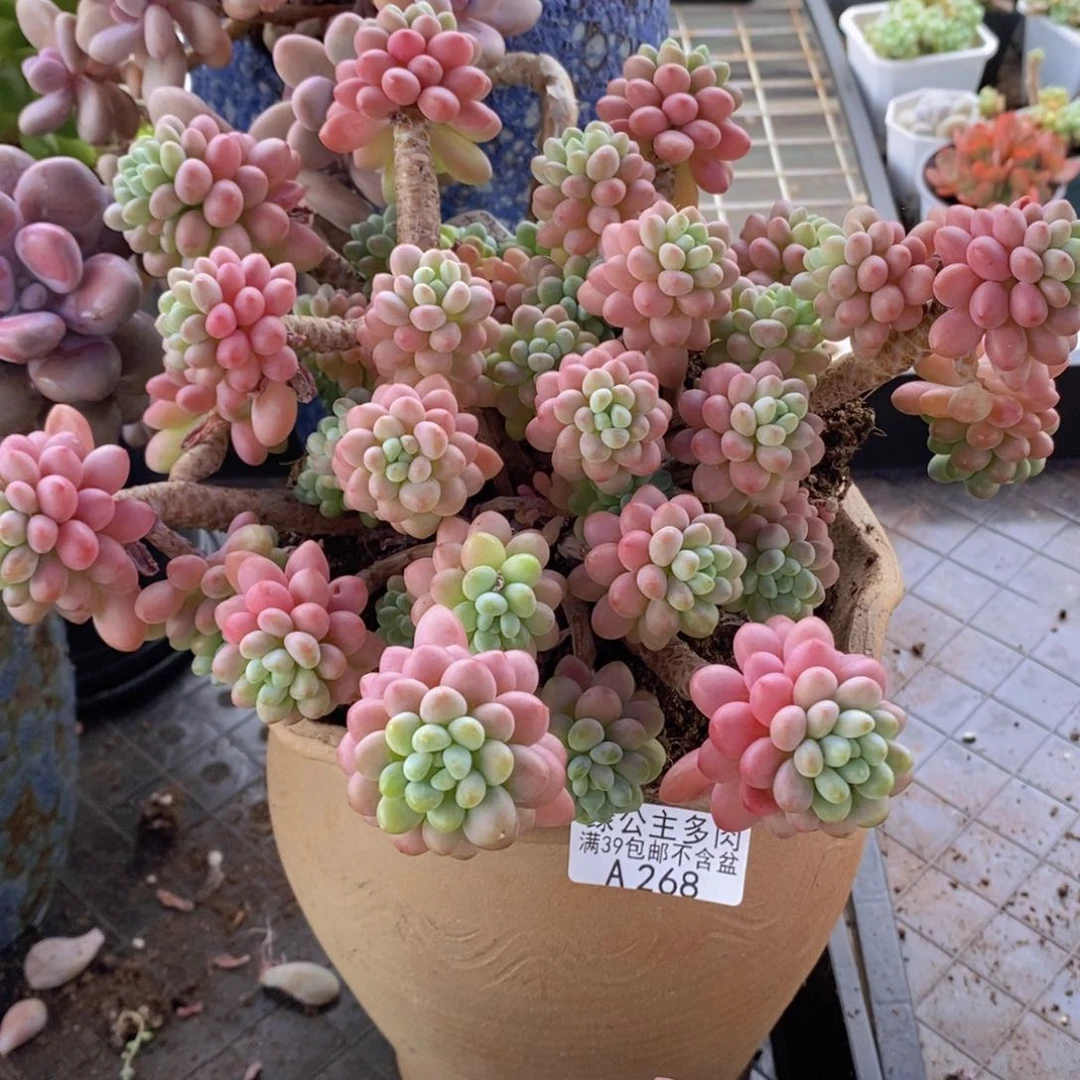 鱼子酱老桩20cm268多肉植物