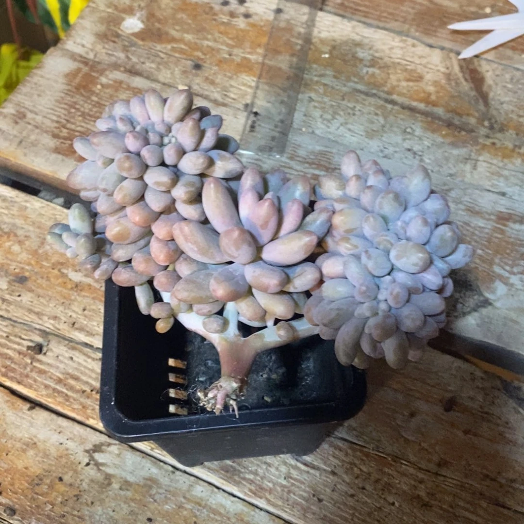 冰*粉色恋人缀化，1234567891