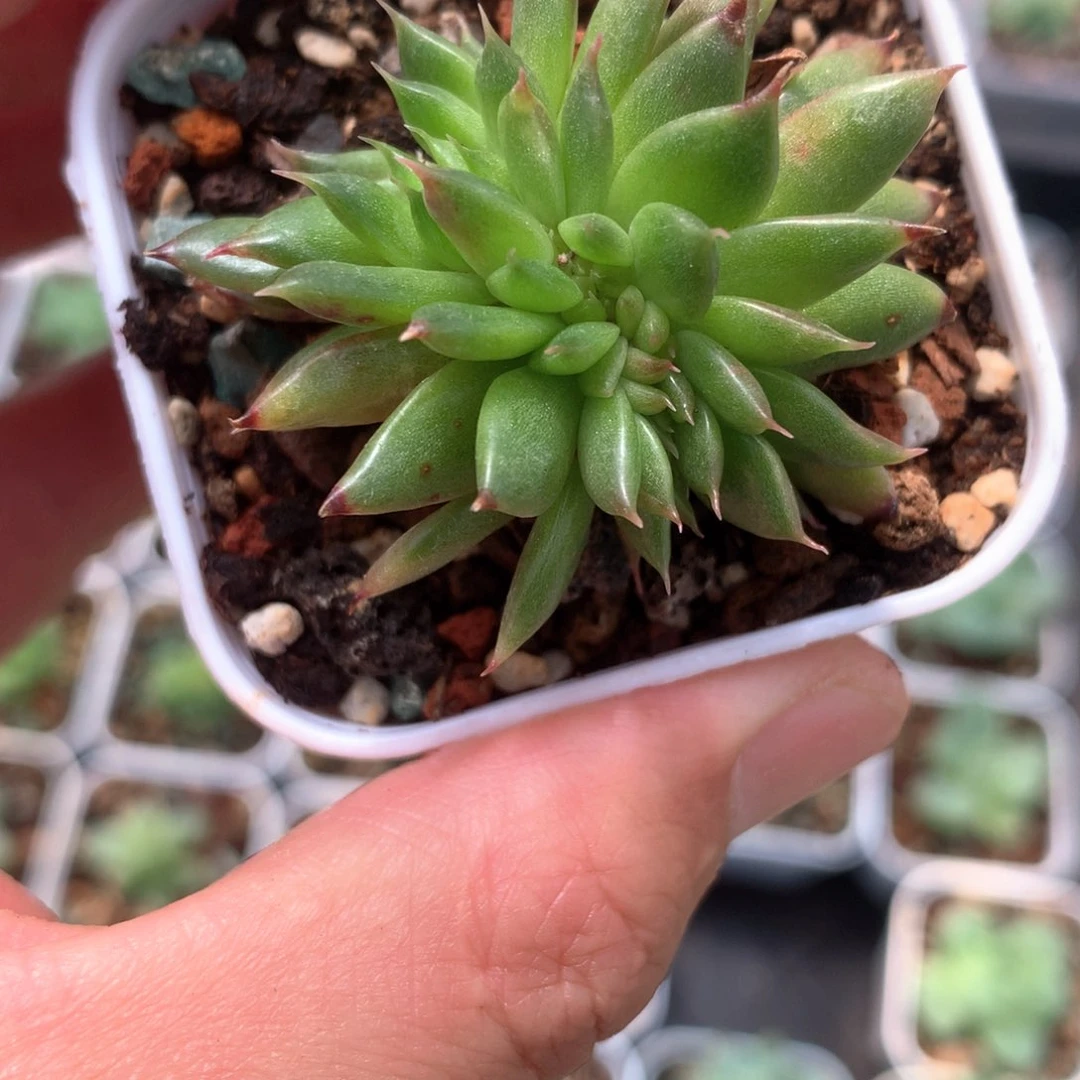 全部花朵黑水晶缀