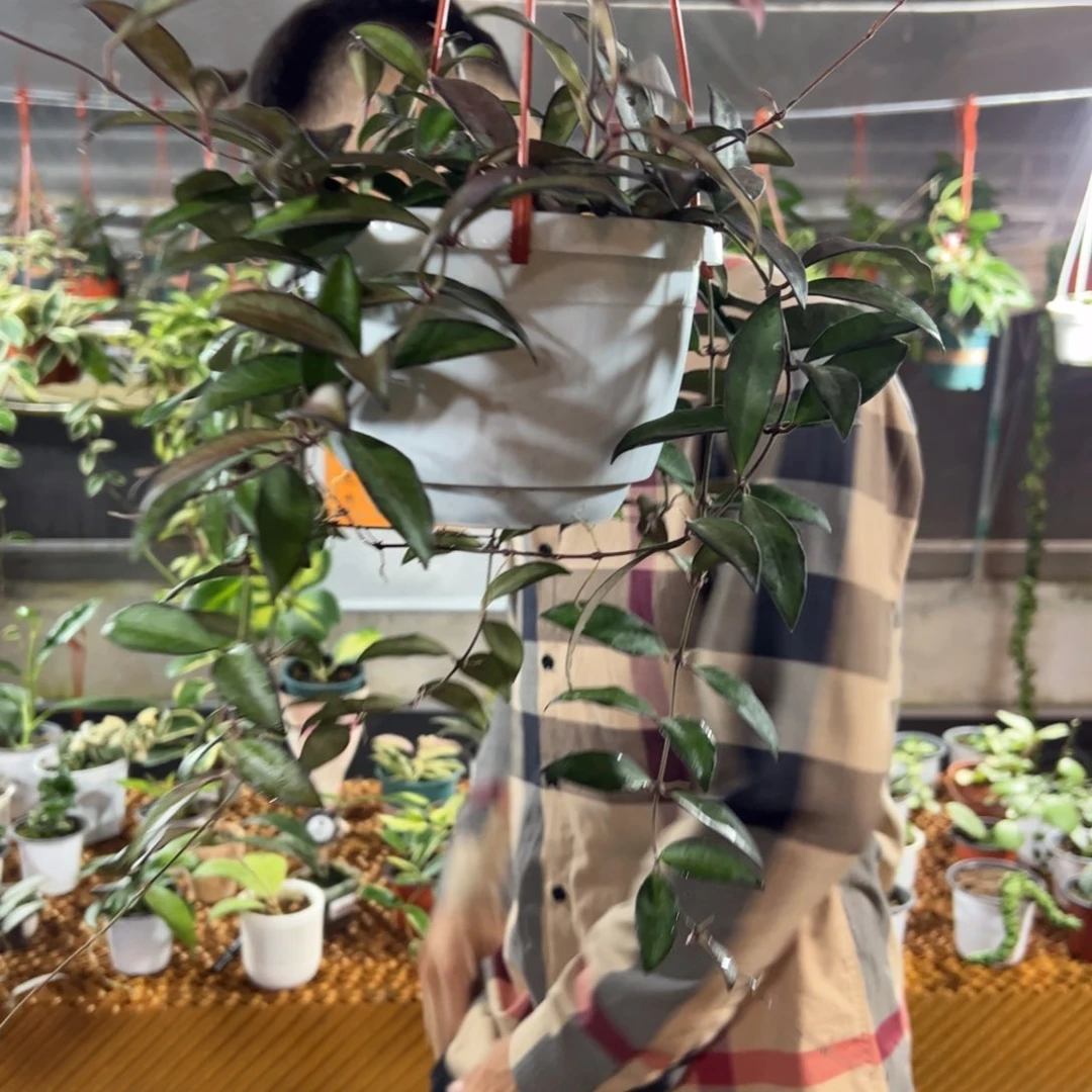 月***路无花朵罗斯塔球兰