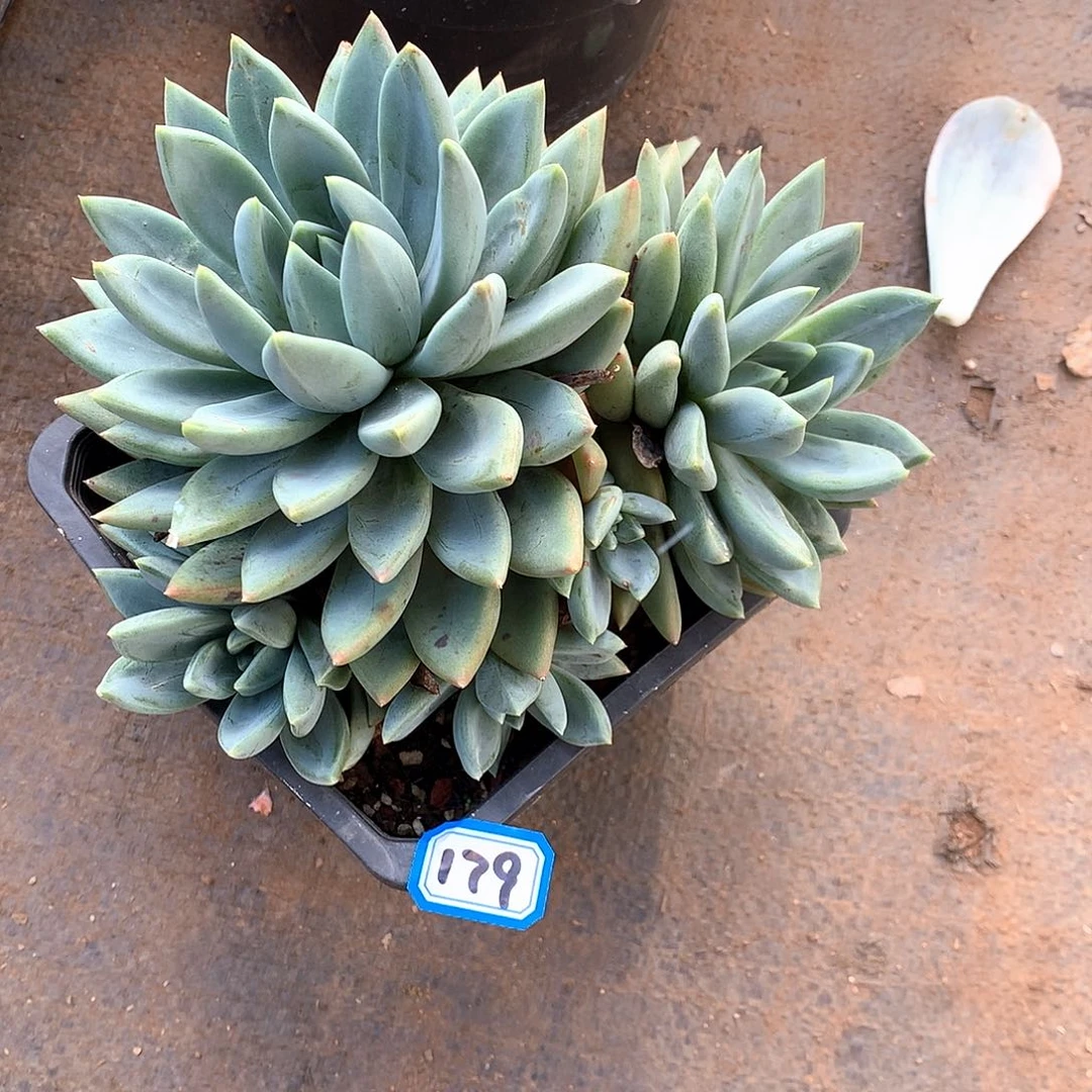 179红蛋 一物一拍多肉