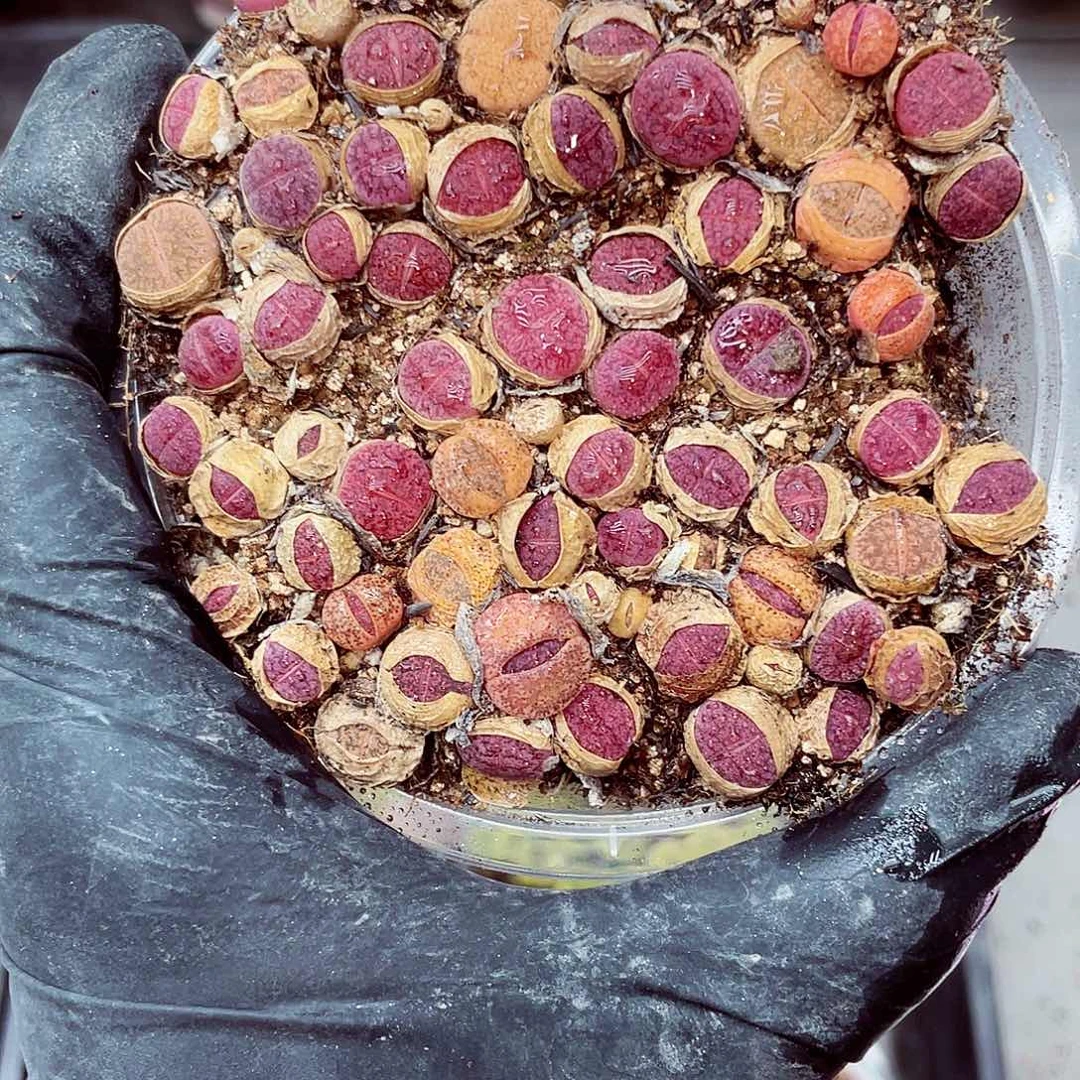 朗哥多肉18包邮0421-68