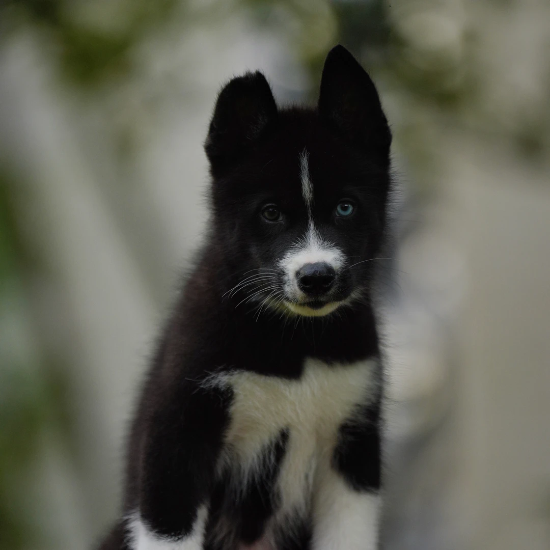 原始色哈士奇狗狗幼犬田园犬双血统哈士奇疫苗齐全包邮到家