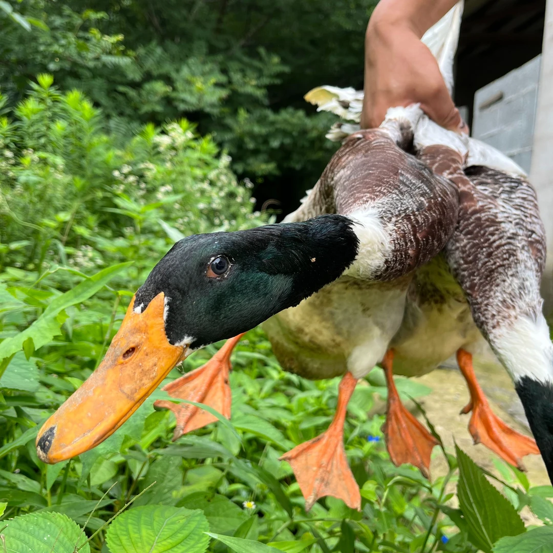 新鲜老公鸭 皖南农村散养土鸭 绿头老公鸭老麻鸭2年 净重2.5斤以上 现宰现发 顺丰包邮