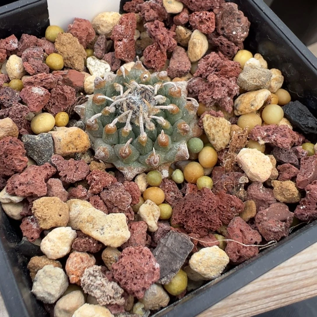 C***n474实生根安德森娇丽多肉植物带盆土