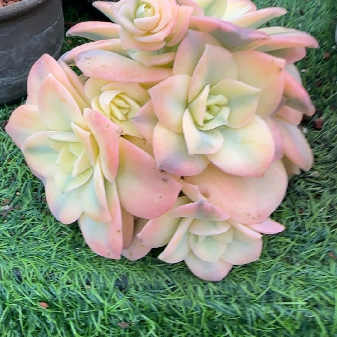 冻***可爱玫瑰锦多肉植物