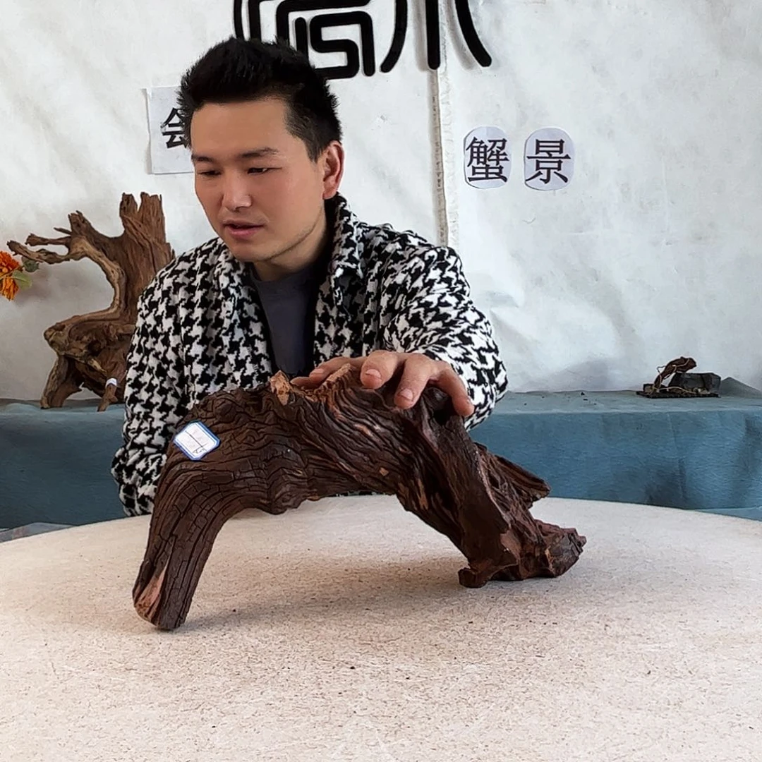 周末福利沉木造景爬宠造景