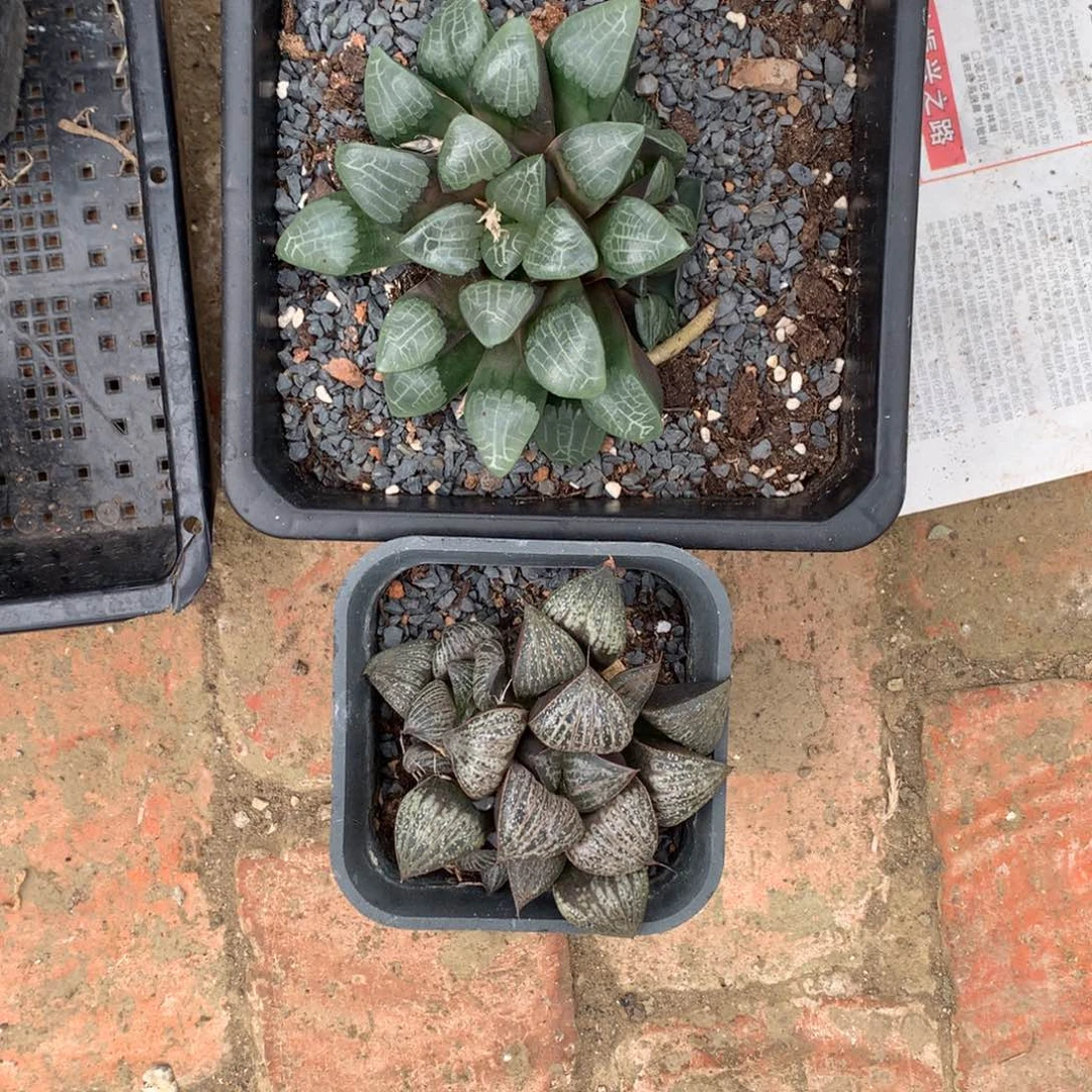 陈***君直播拍，带盆土发货