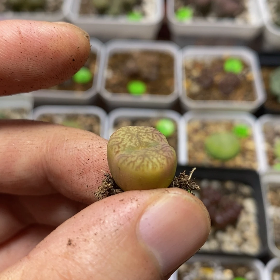 杂交漂亮多肉植物215