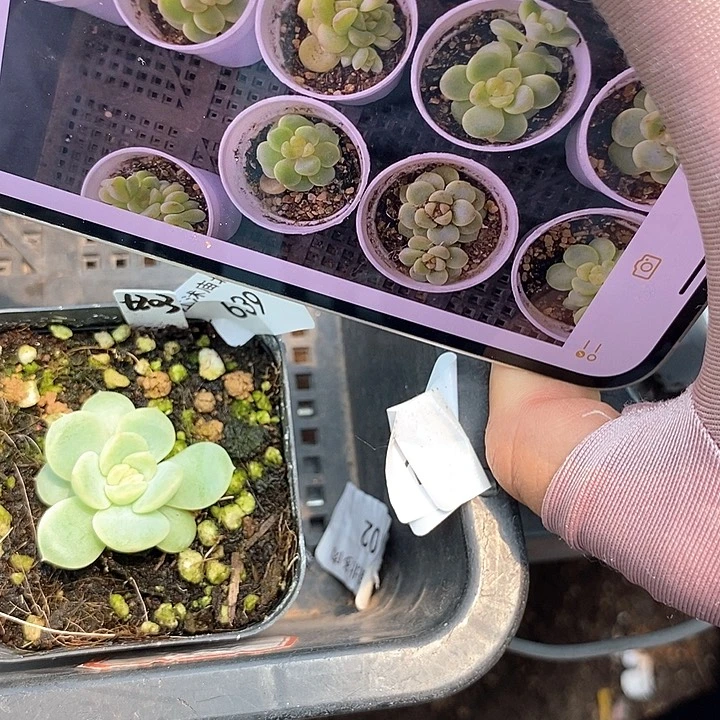 标签639甜心203一个多肉