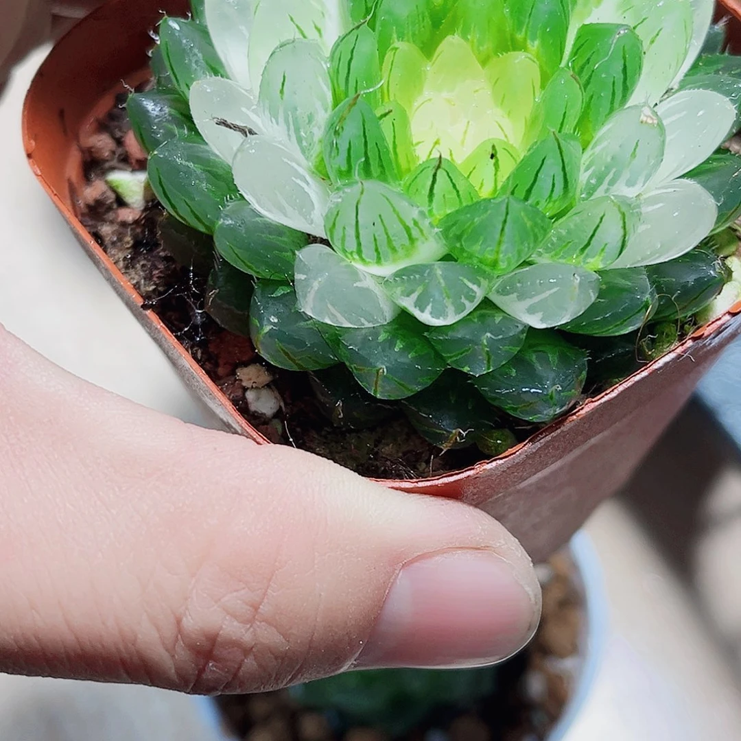 宝莲灯新手好养的的