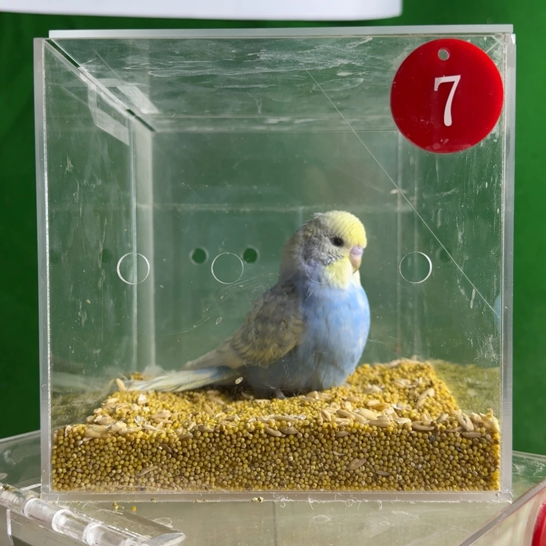 虎皮鹦鹉大头鹦鹉