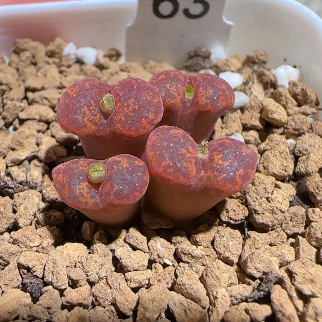 肉锥多肉植物组合-6km绒面红勋章467
