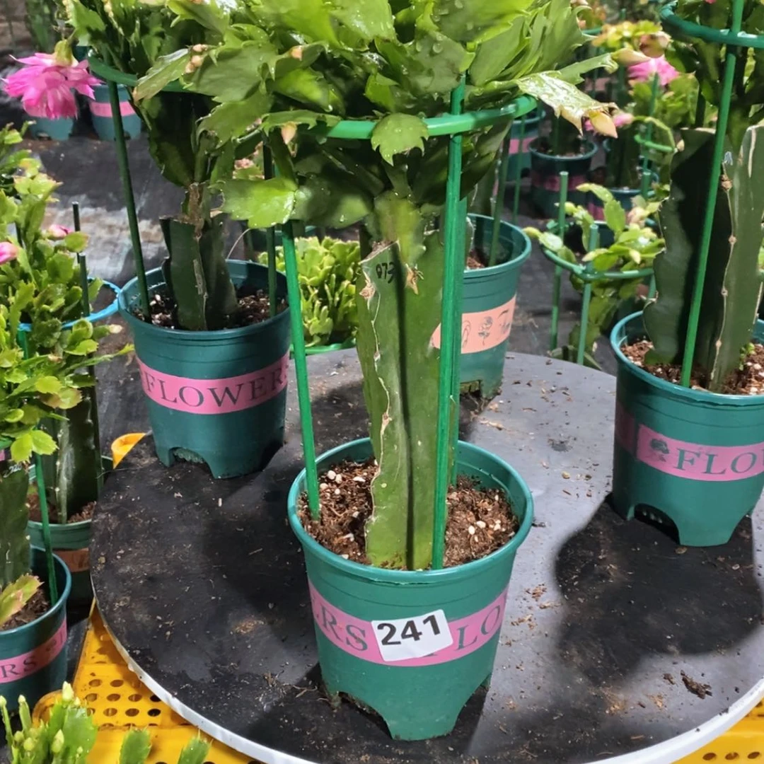 【闪购商品】无花朵用****3241嫁接073