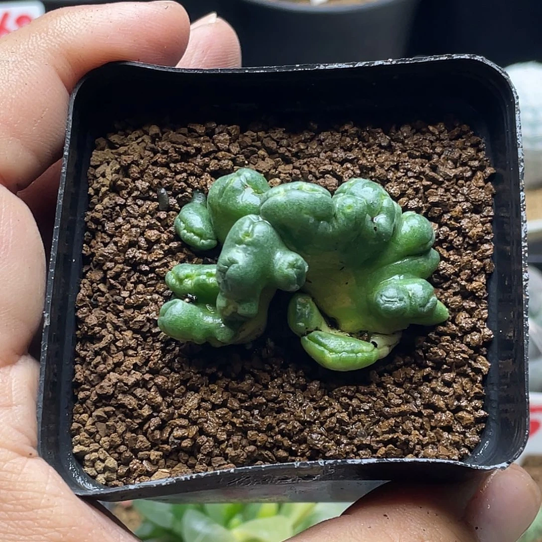 无刺象牙缀化 带盆土发货