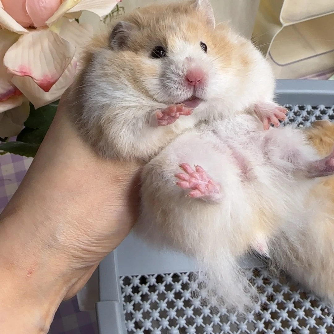 肉桂波妹妹5.26生