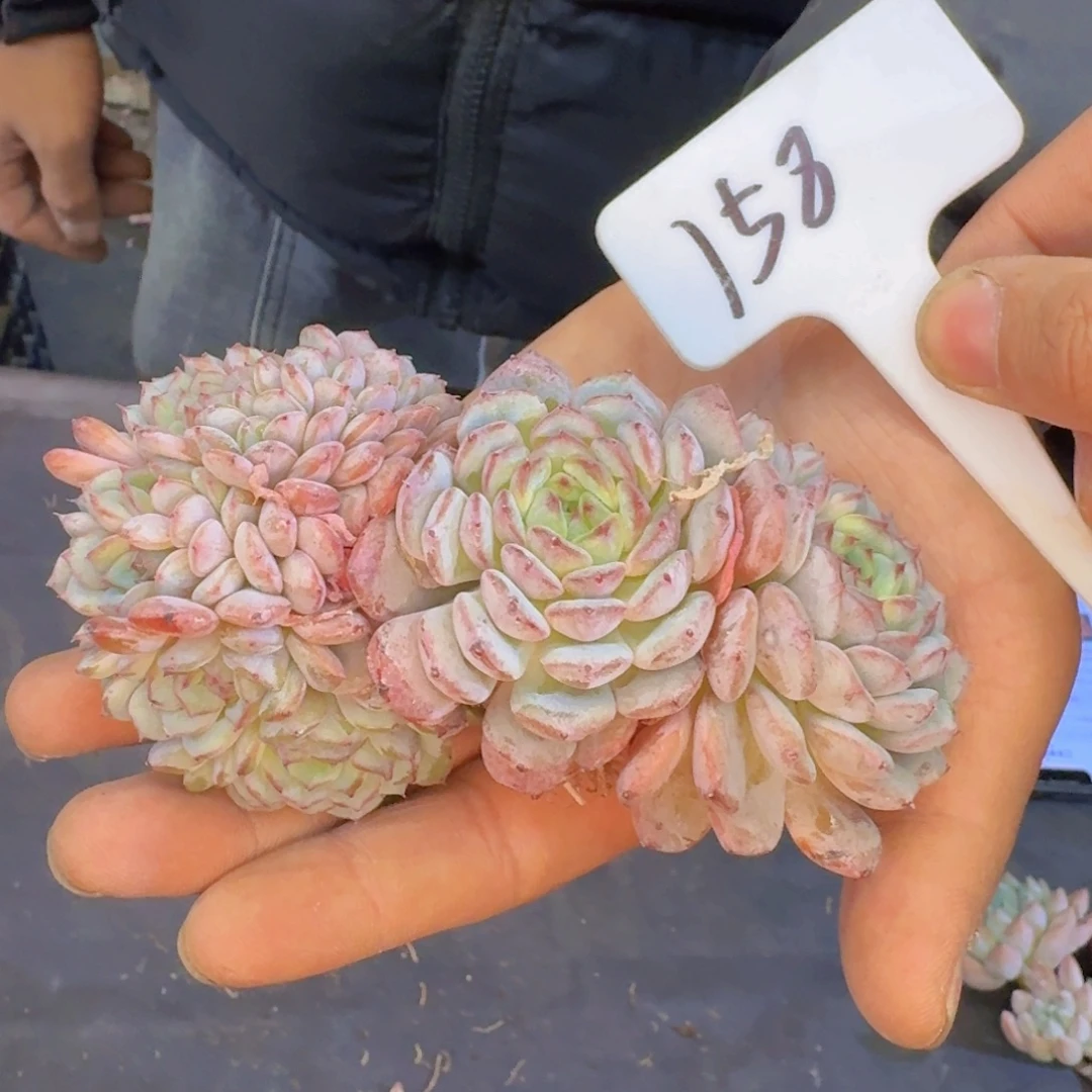 多肉植物的生长发育和