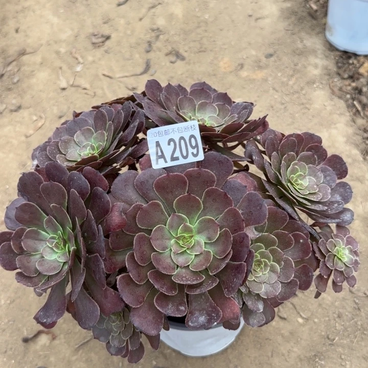 黑萝莉……多肉植物……
