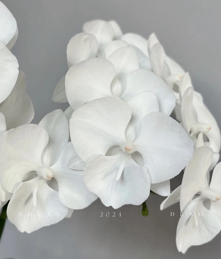 福利花苗【白天鹅】3.0寸不带花剑（根系一般介意勿拍）