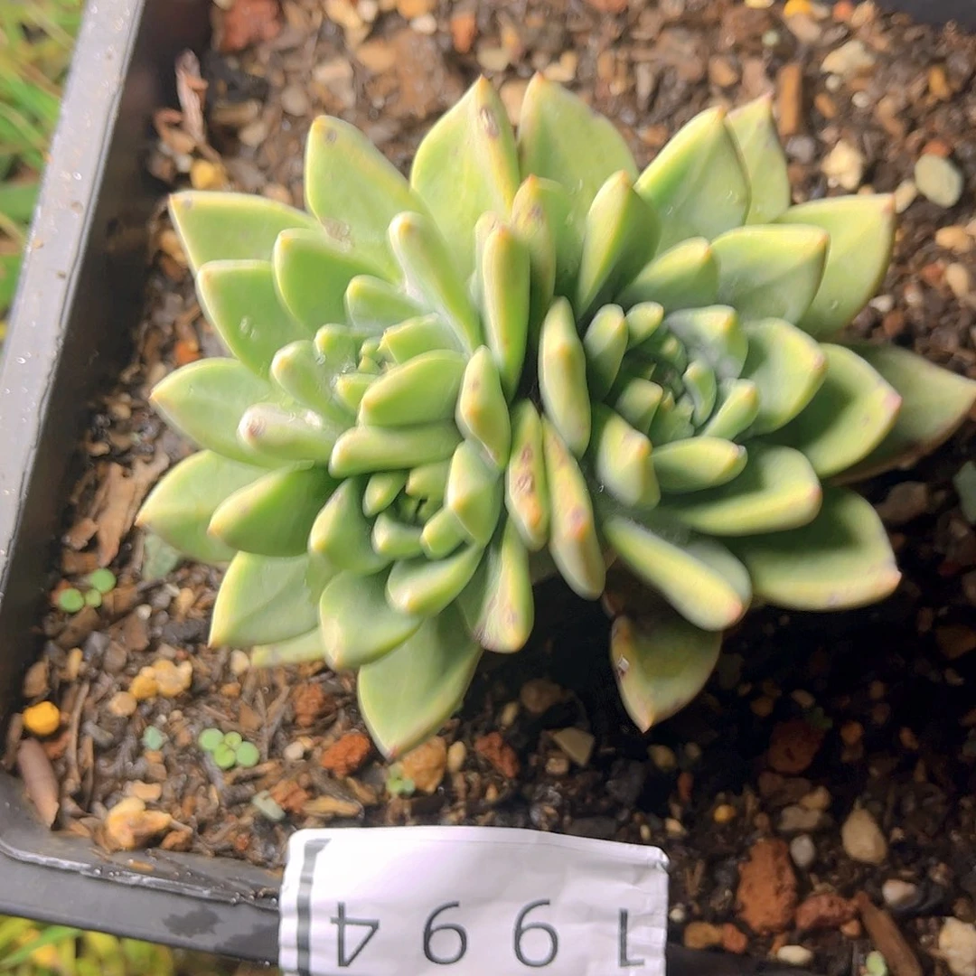 大花朵苹果叶杂交1994