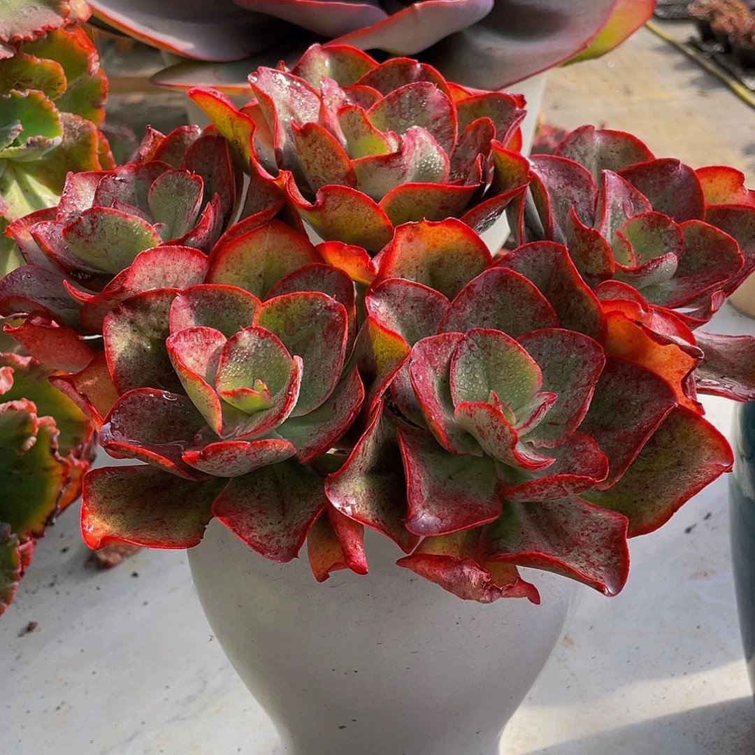 初吻多肉植物大群