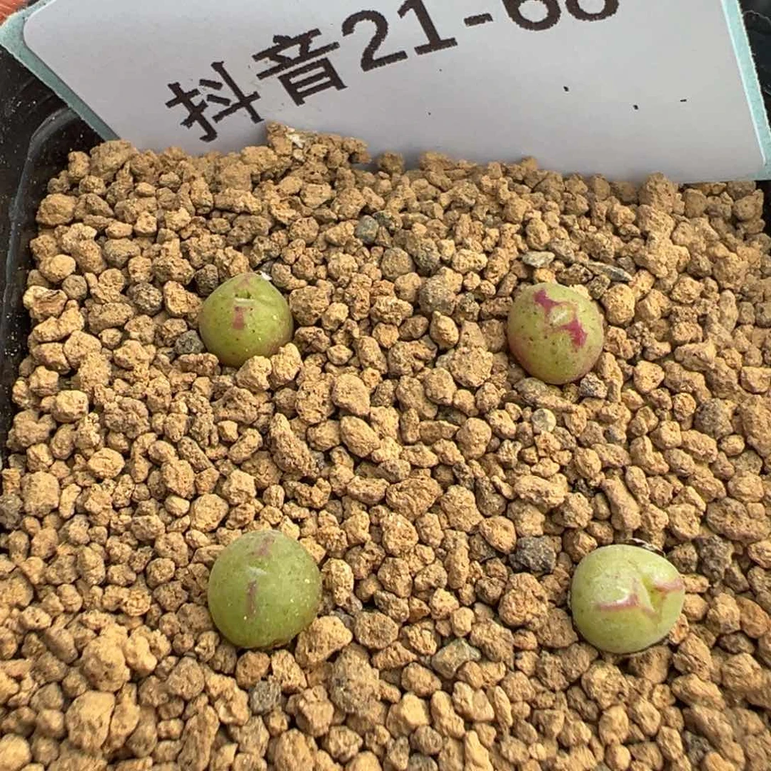 R****S21-68肉锥多肉植物