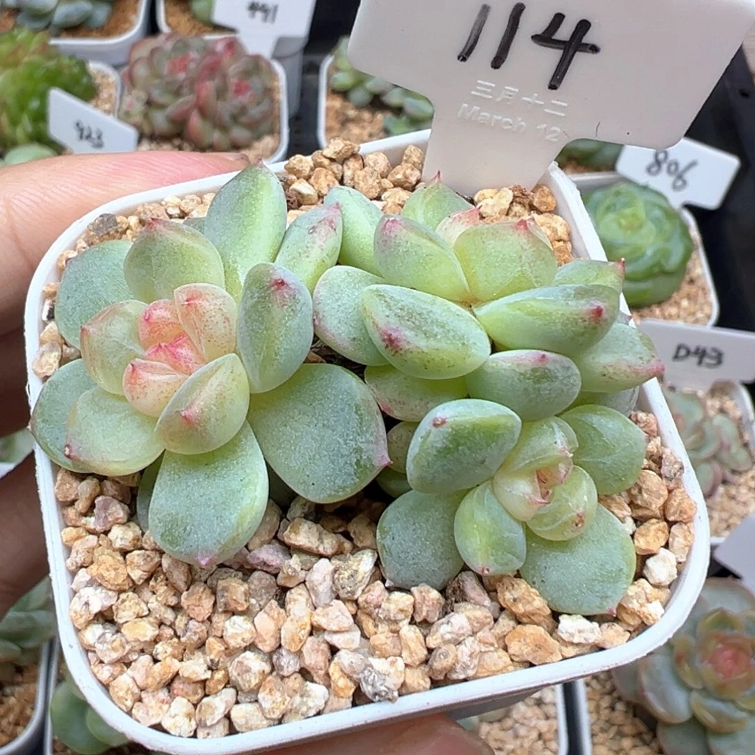 114号星楼 晗雨多肉