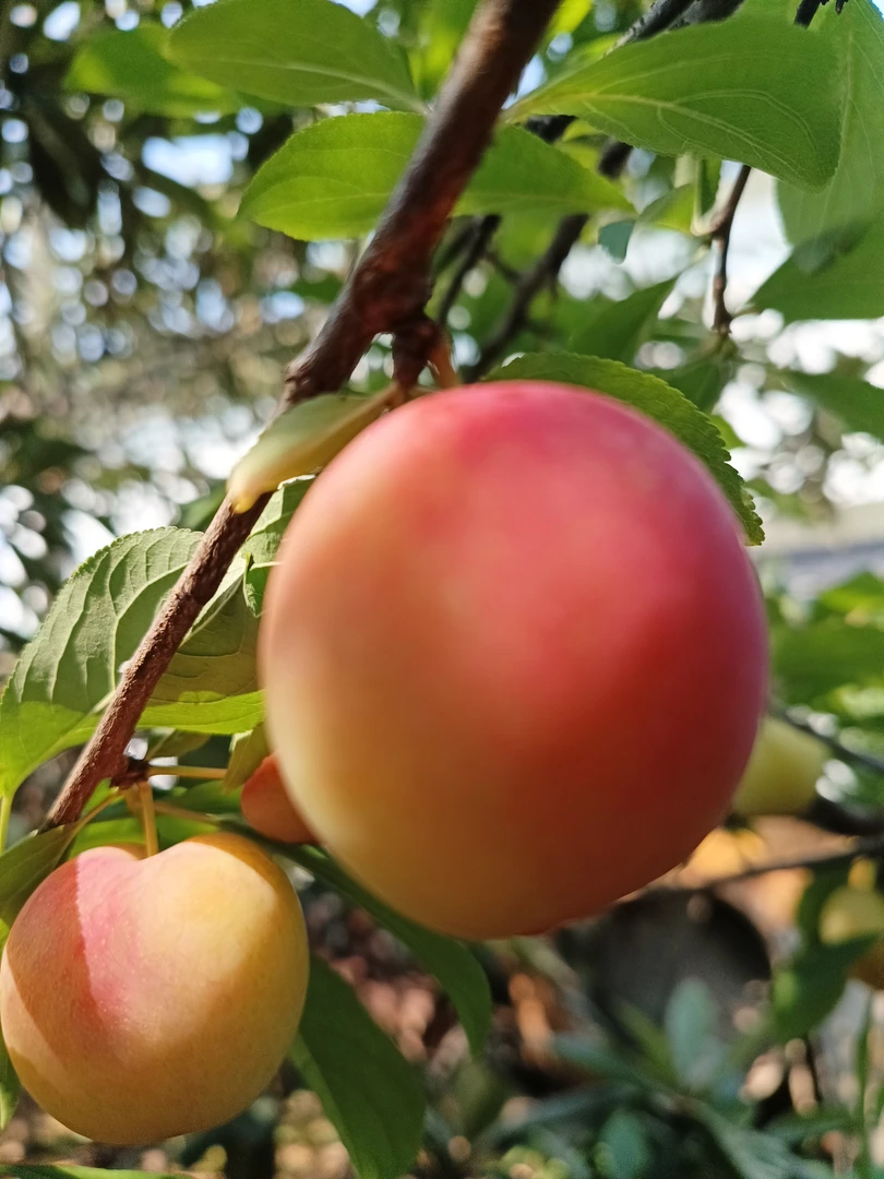 西山红李新鲜现摘香甜可口应季水果