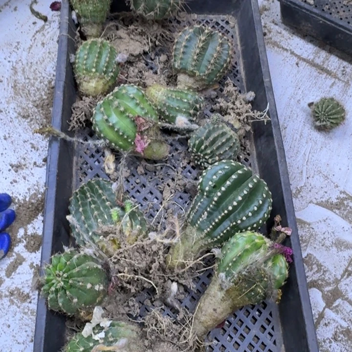 246彩草3个脱土发货5公分左右斑，20包邮