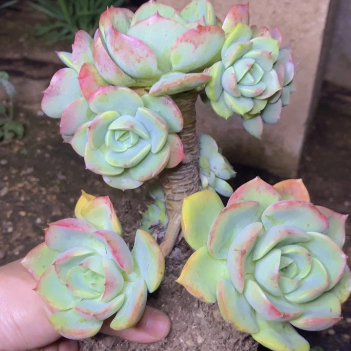 特价晨露杂交老桩