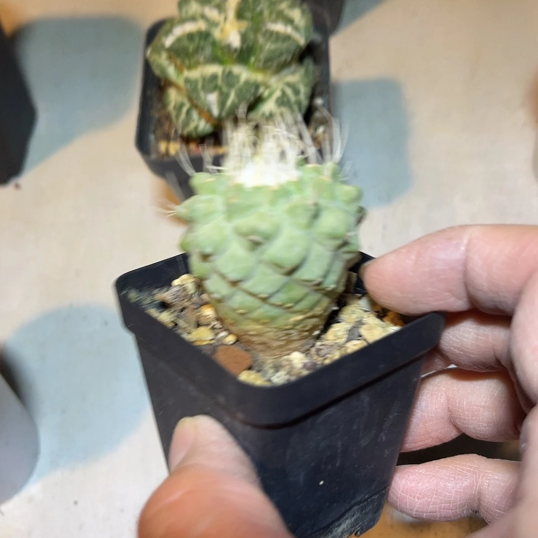 实生大菊水一物一拍