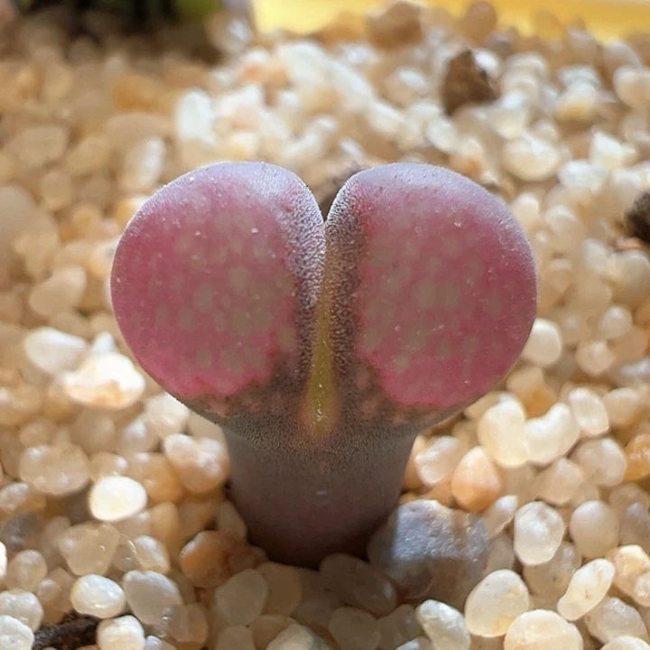 w/408。正版c10。 开白花。