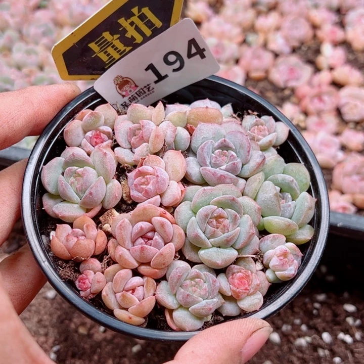 多肉植物多肉植物