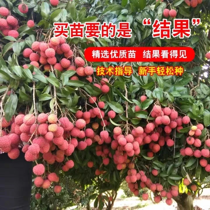 ［直播专属］优质荔枝高压苗＃桂味无核先进奉观音绿等品种当年结果