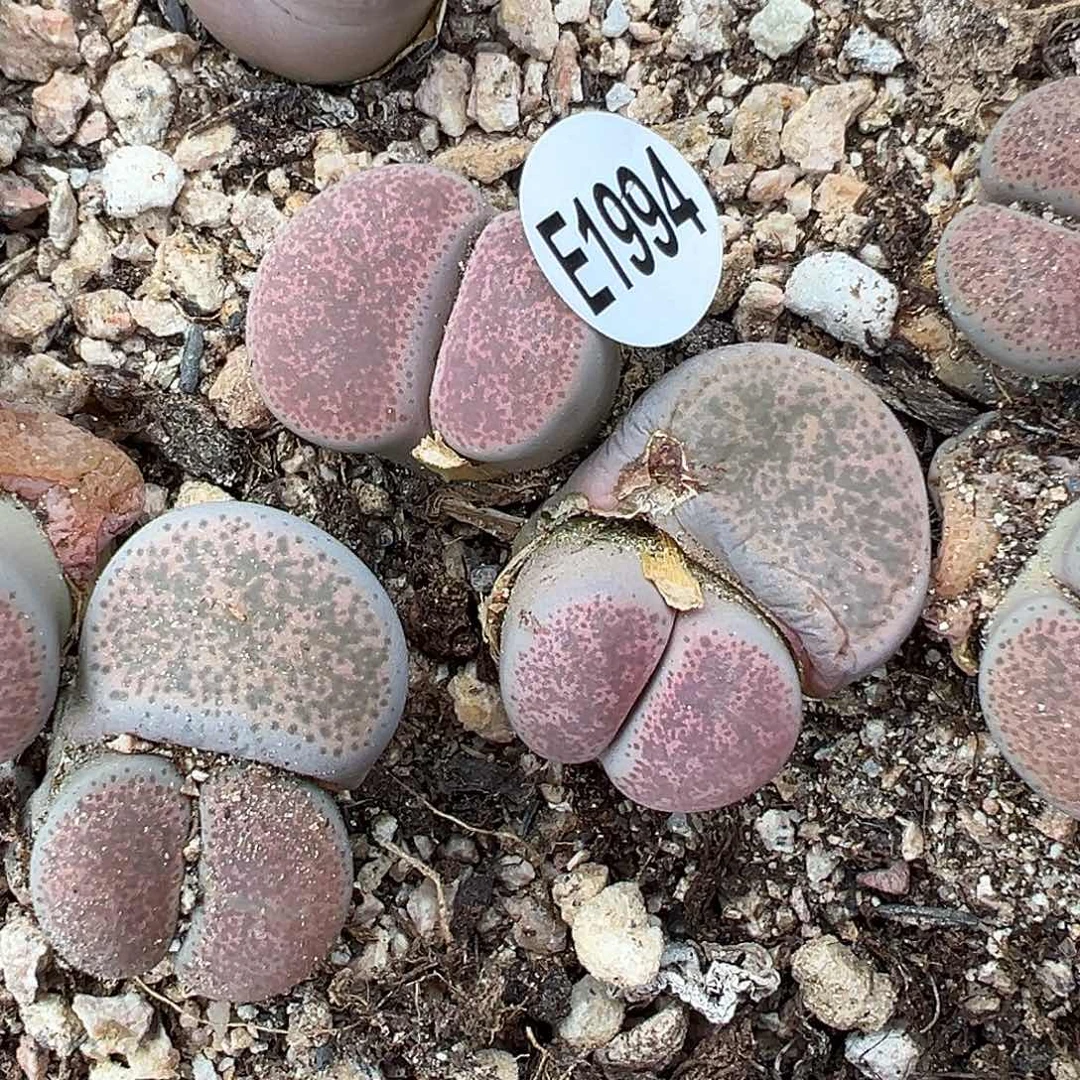 1994粉碧老母本福利1111111