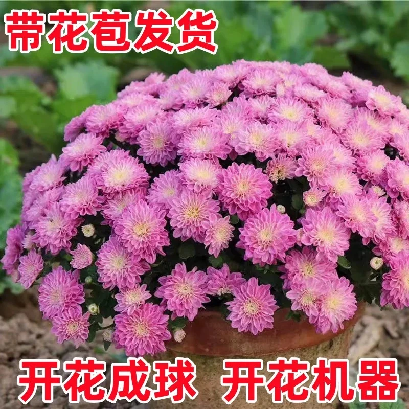 【买一送一】菊花盆栽带花苞球菊千头菊鲜花绿植花卉植物四季开花