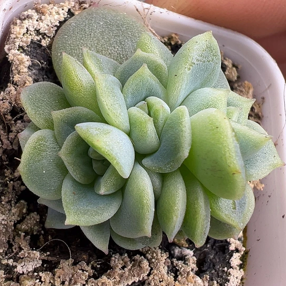 五头甜心。开播福利