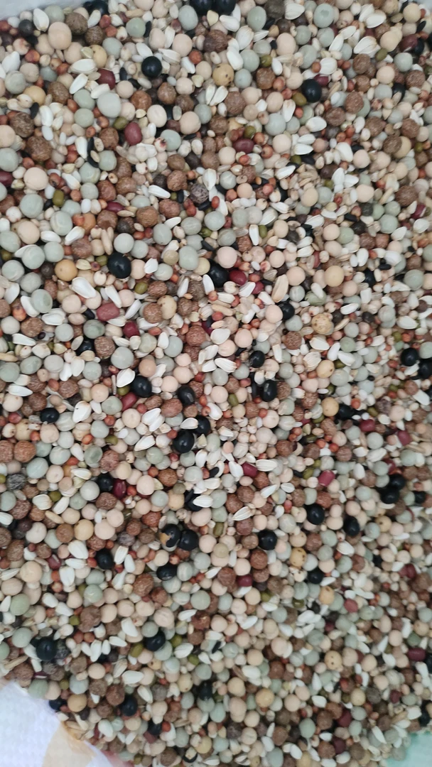 首佳上品幼鸽特级无小麦职业赛鸽粮5斤10斤整袋50斤