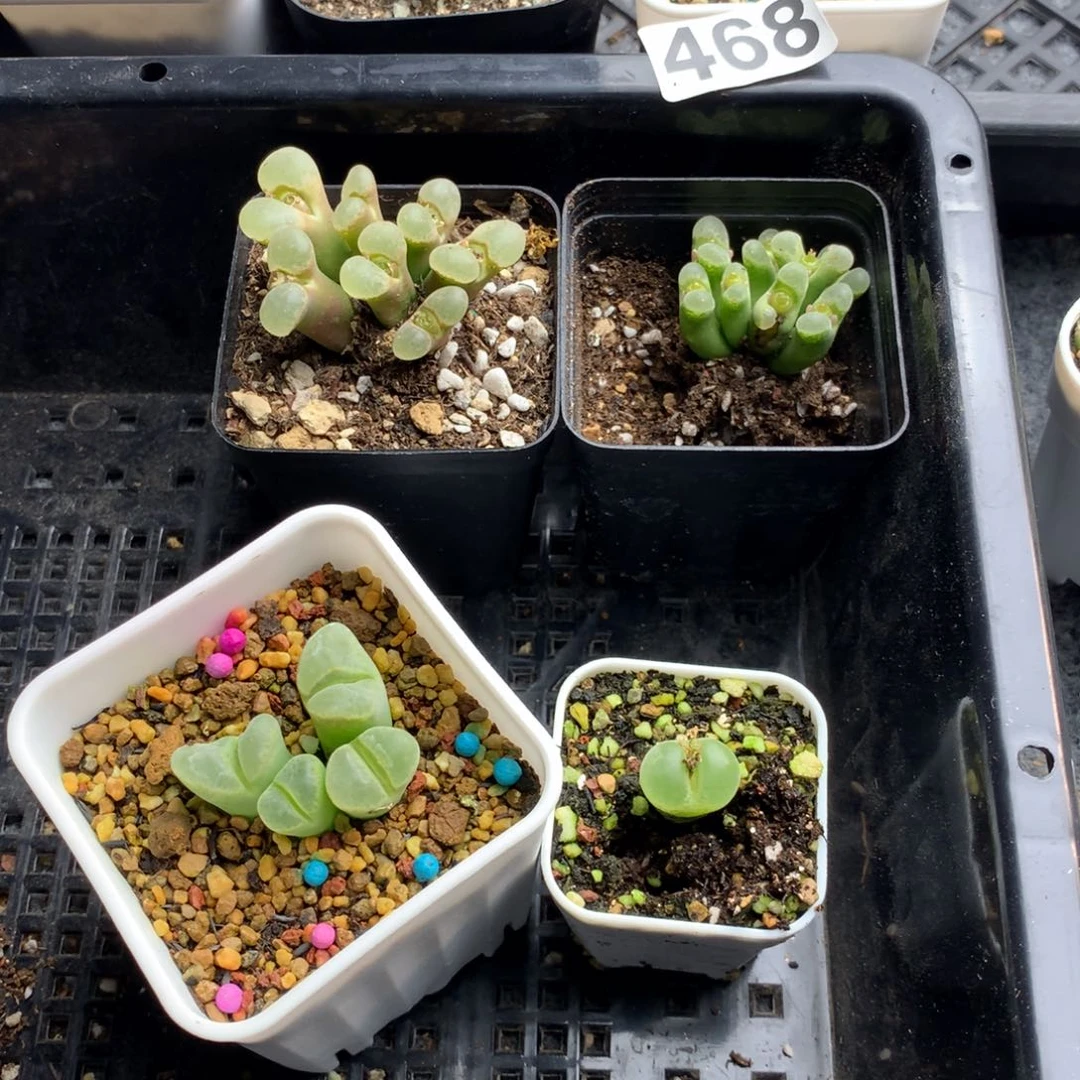 果**子468风铃母本一组