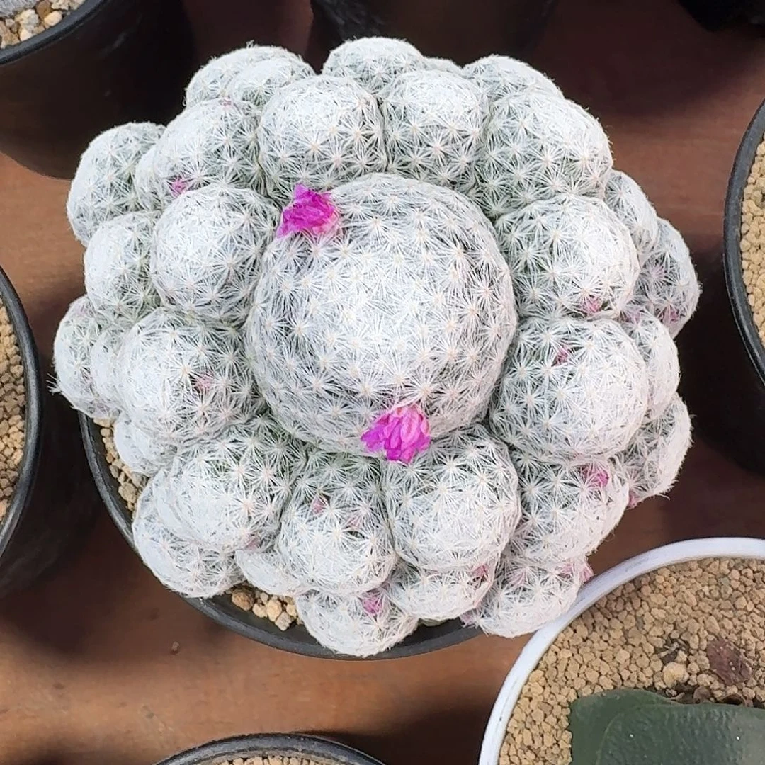 姬春星仙人球2345