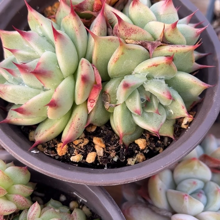 煌***多肉植物多肉植物441