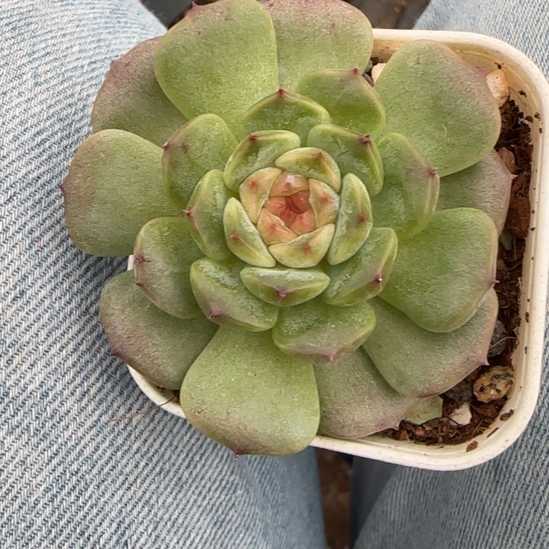 小卡拉米糖心一物一拍