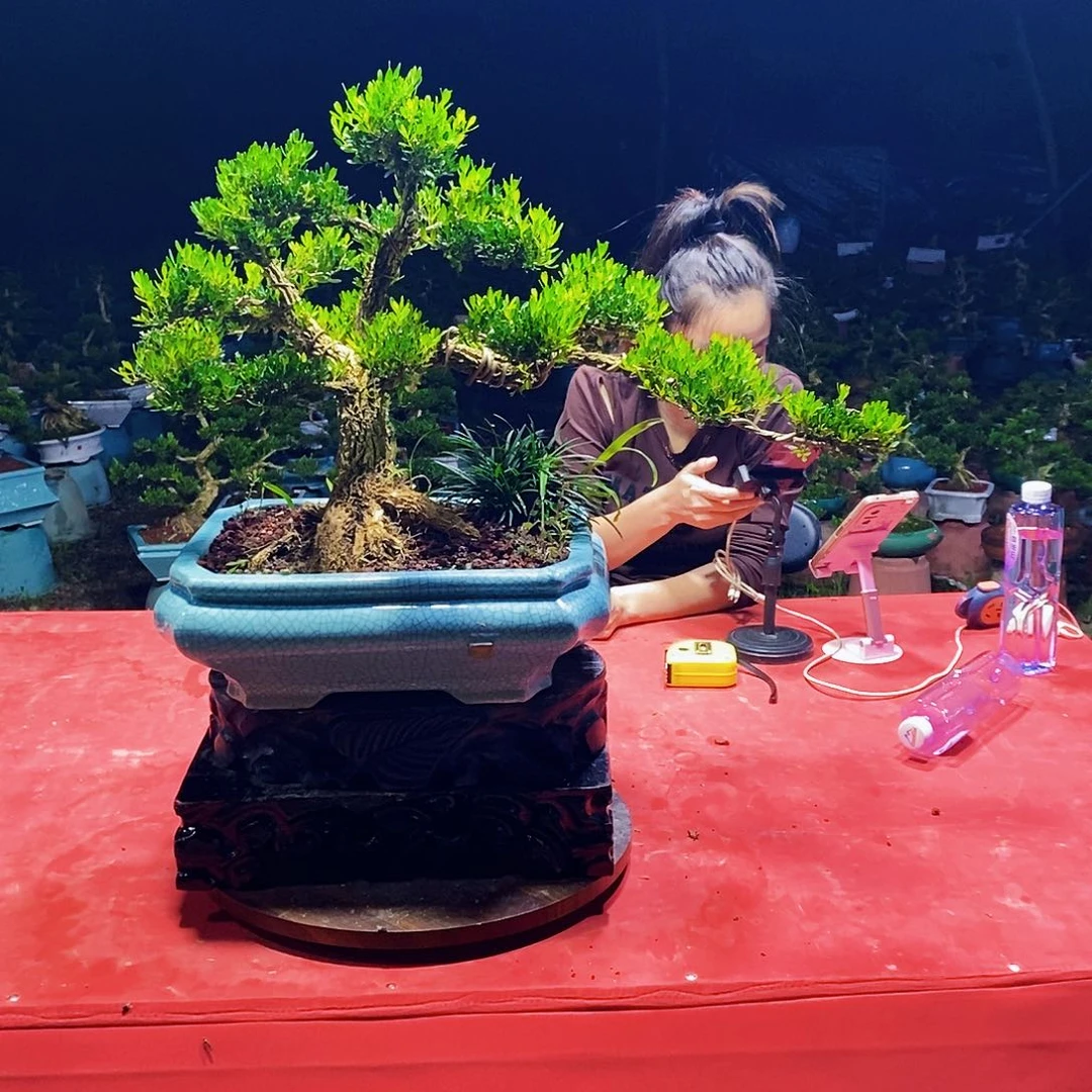 当前无花朵，栽培后可花朵