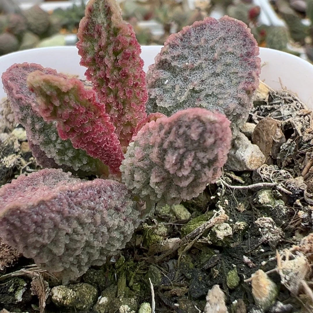 实生新品多肉植物水泡多肉植物