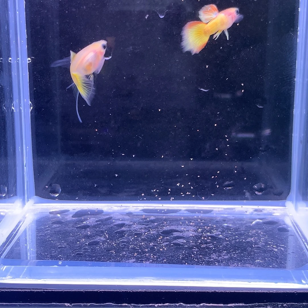 孔雀鱼黄家落日玻璃猫大c一对