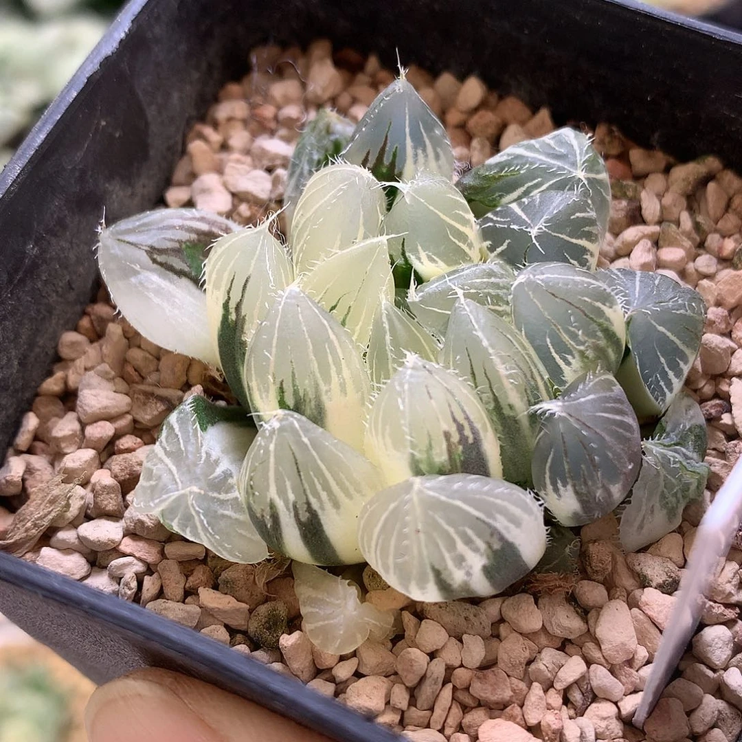 实生玉露锦带盆土发货