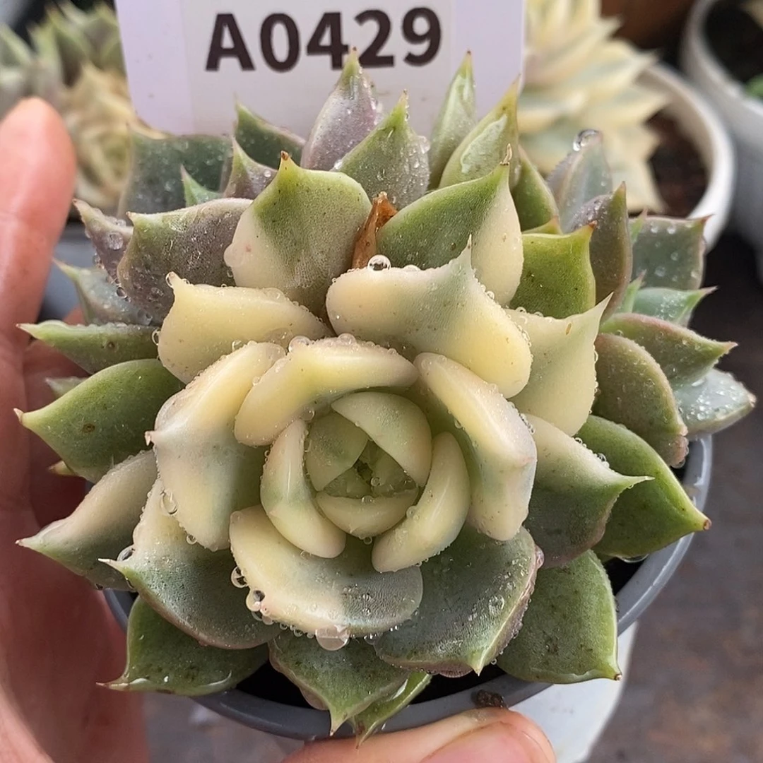 429三头贝加尔湖哈哈