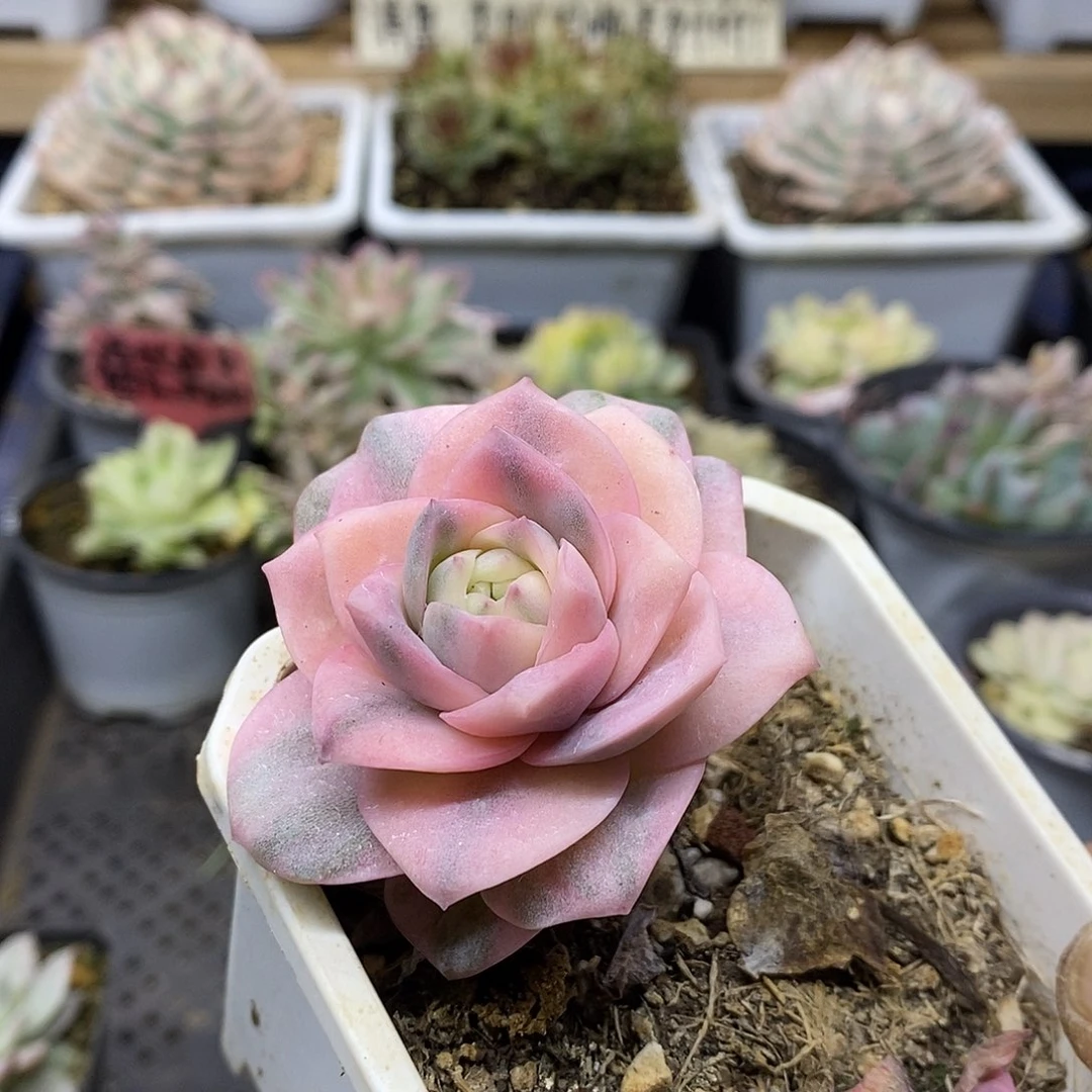 18208 可爱玫瑰彩锦